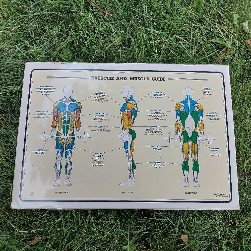 1984 Vintage Bruce Algra Exercise and Muscle Guide Workout Fitness Chart Series